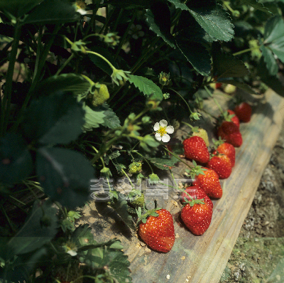 딸기 비닐하우스재배 사진