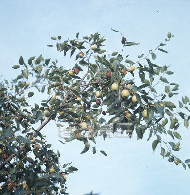 대추나무 의 사진