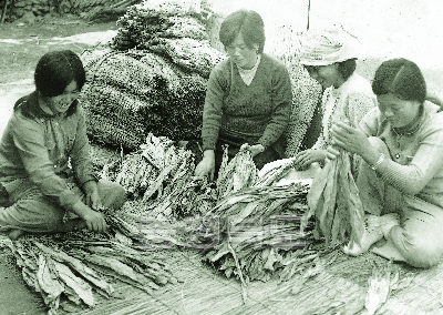 담배조리 작업 1970년대 의 사진