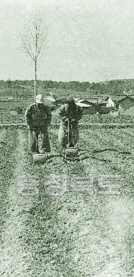 둥굴대를 이용한 보리밭 다지기 1977 사진