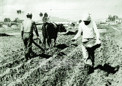 밭보리 인력파종 1977청원 의 사진