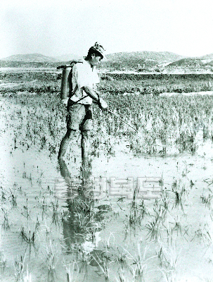 배부식분무기를 이용한 병해충 방제 1977 사진
