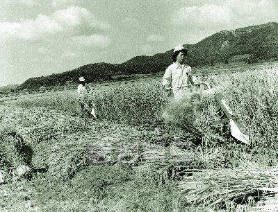부녀자 농기계시범단지 운영 1979 10 보은 의 사진