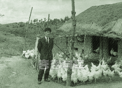 산란계 레그혼 품종 도입 사육 1969 청원 강외 정중 사진