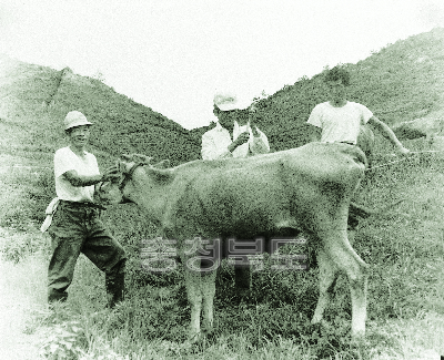 소 예방접종 1977 의 사진