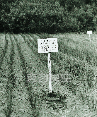 약초시범포 1977 괴산 사리 이곡 사진