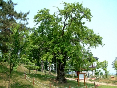 청원군 문화관광 사진 연제리모과나무 사진