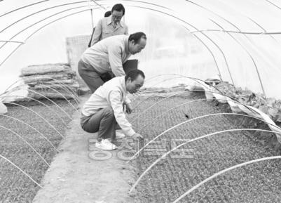 비닐하우스 고추묘 재배 사진