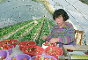 딸기수확 의 사진