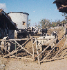 젖소 사과농장 의 사진