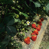 딸기 비닐하우스재배 의 사진