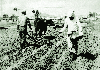 밭보리 인력파종 1977청원 의 사진