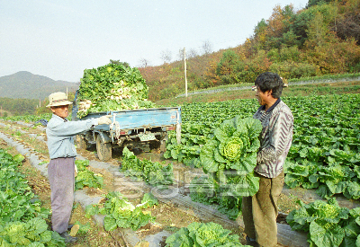 베추 수확 의 사진