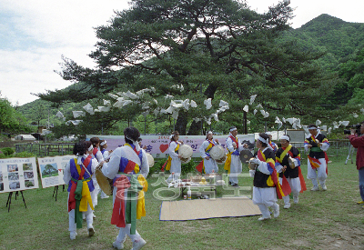 정이품송.정부인소나무 제2세대 묘목생산 의 사진