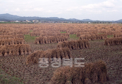 벼수확 의 사진