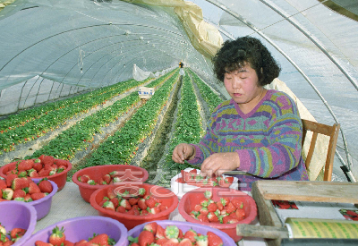 딸기수확 의 사진