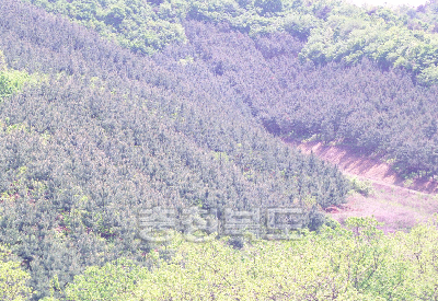 나무조림지 의 사진