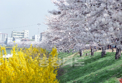 무심천 벚꽃 의 사진