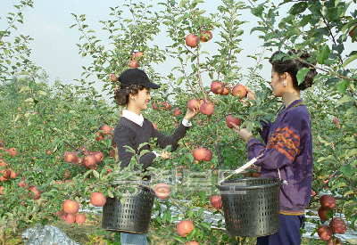 사과수확 의 사진