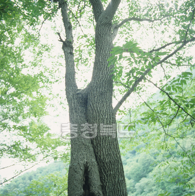 망개나무 의 사진