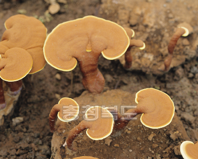 영지버섯 재배 의 사진