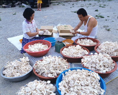 느타리버섯재배 의 사진