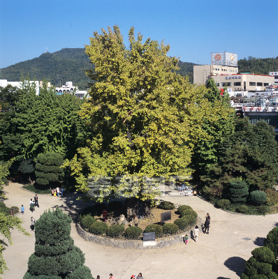 중앙공원 의 사진