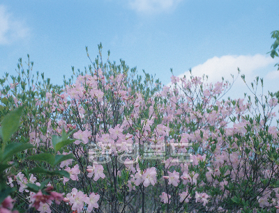 소백산전경(철쭉꽃) 의 사진