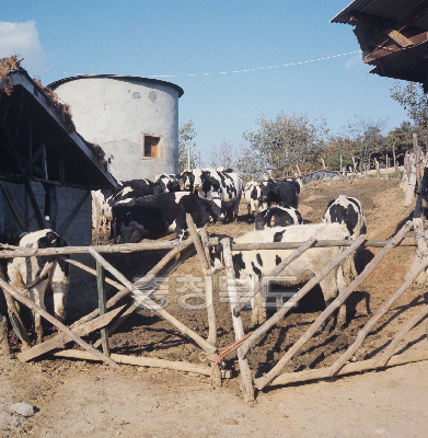 젖소 사과농장 의 사진