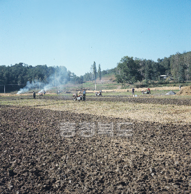 벼수확 의 사진