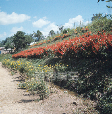 사루비아꽃 의 사진