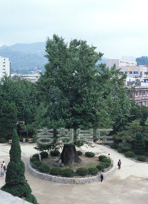 중앙공원 개원식 의 사진