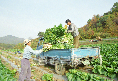 베추 수확 의 사진