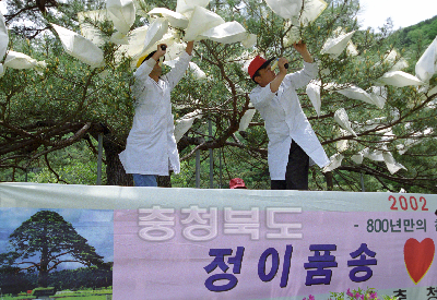 정이품송.정부인소나무 제2세대 묘목생산 사진