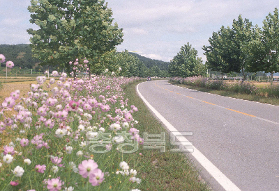 코스모스꽃길 의 사진