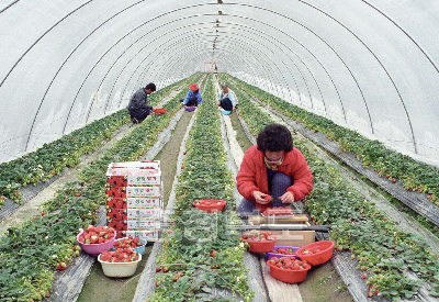 딸기수확 사진