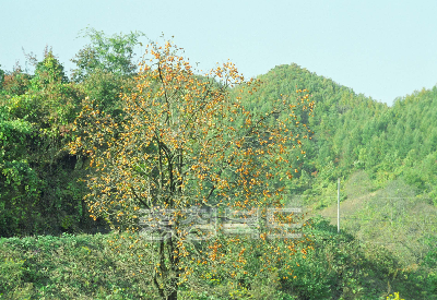 감나무 사진