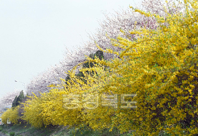 무심천 벚꽃 사진