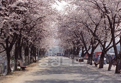 금천동 벚꽃 사진