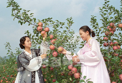 사과수확 사진