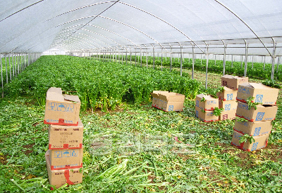 신선초 수확 시설하우스 단지전경 의 사진