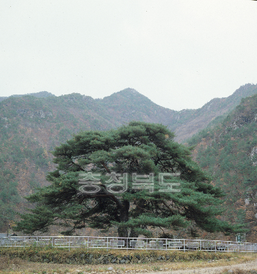 서원리 소나무 사진