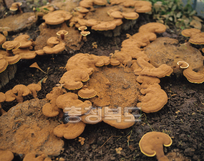영지버섯 재배 사진