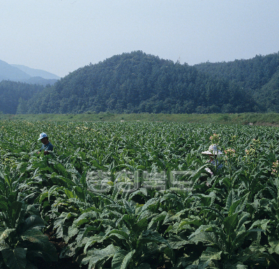 엽연초 재배 사진