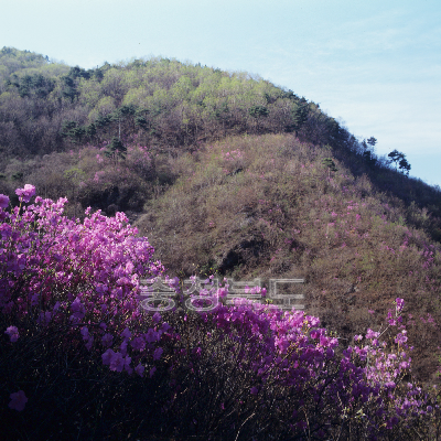 금수산전경(봄) 사진