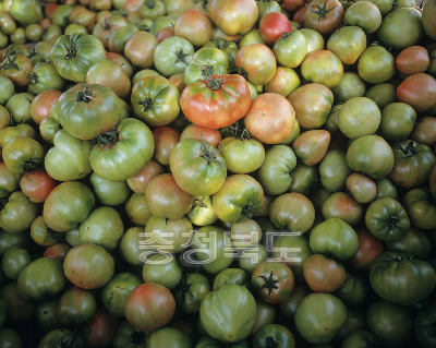 토마토수확 의 사진