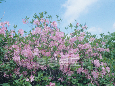 소백산전경(철쭉꽃) 의 사진