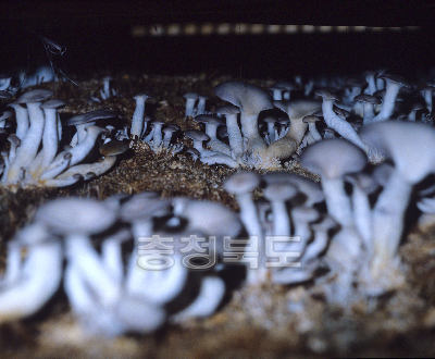 느타리 버섯 사진
