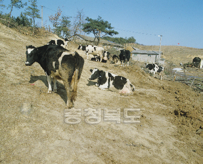 젖소목장 의 사진