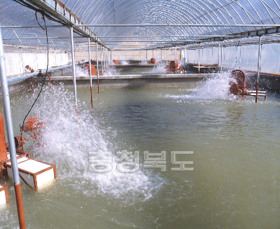 뱀장어양식장 의 사진